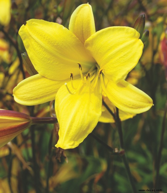 Die Gartensaison in Düften 