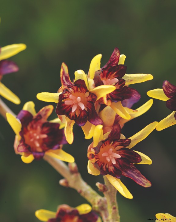 Die Gartensaison in Düften 