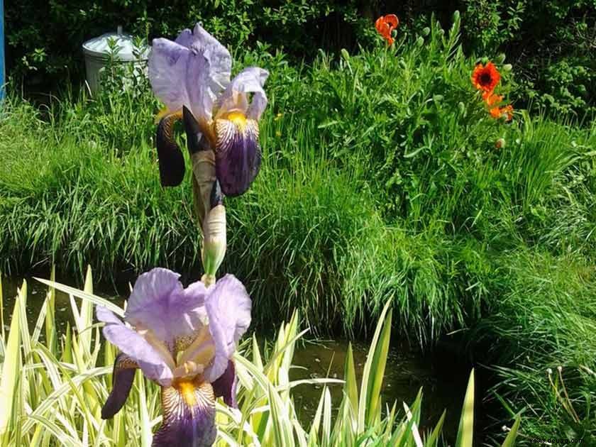 Ihr Garten:Blumen, Pflanzen und Teiche 