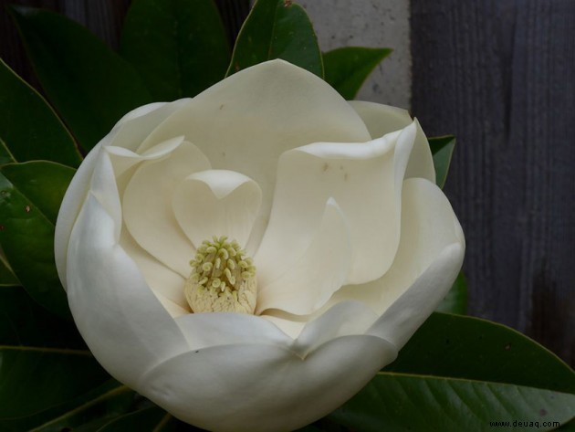 Ihr Garten:Blumen, Pflanzen und Teiche 