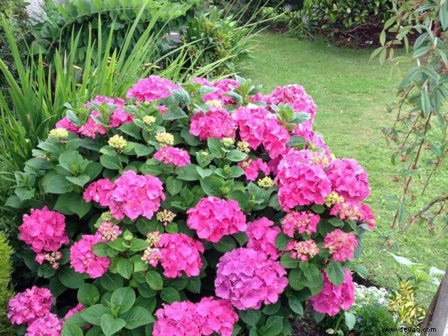 Ihr Garten:Blumen, Pflanzen und Teiche 