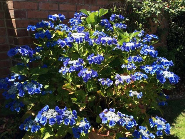 Ihr Garten:Blumen, Pflanzen und Teiche 