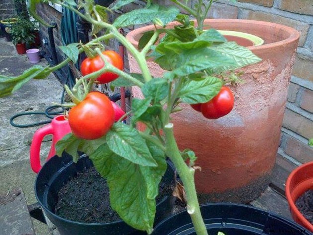 Ihr Garten:Blumen, Pflanzen und Teiche 