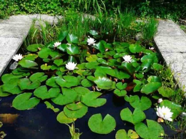 Ihr Garten:Blumen, Pflanzen und Teiche 