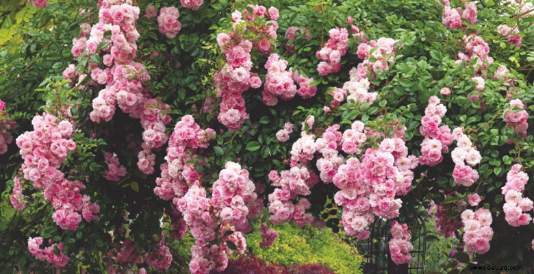 10 Top-Tipps für den Anbau gesunder Rosen 