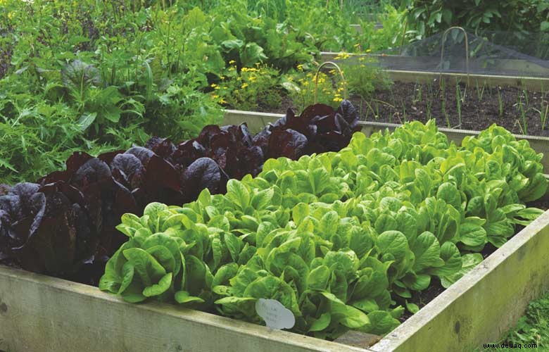 8 Top-Tipps für den Gemüseanbau 