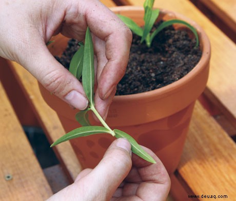 Gartentipps für September 