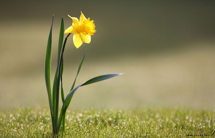 Was im April im Garten zu tun ist 