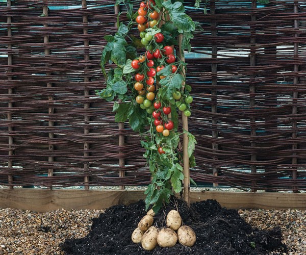 Wir stellen TomTato vor:Eine Pflanze, die SOWOHL Tomaten als auch Kartoffeln produziert 