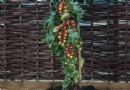 Wir stellen TomTato vor:Eine Pflanze, die SOWOHL Tomaten als auch Kartoffeln produziert 