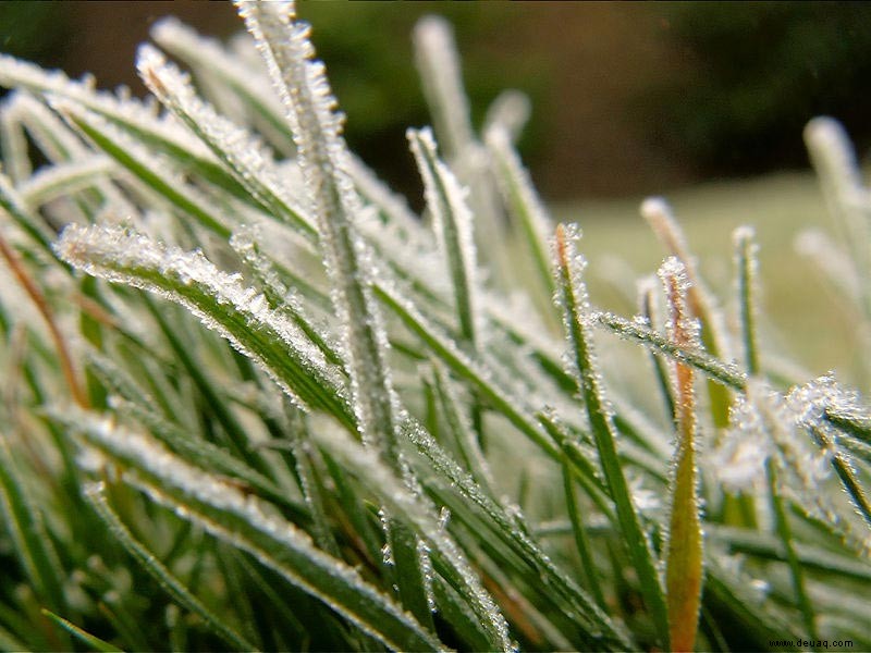 Was im Januar im Garten zu tun ist 