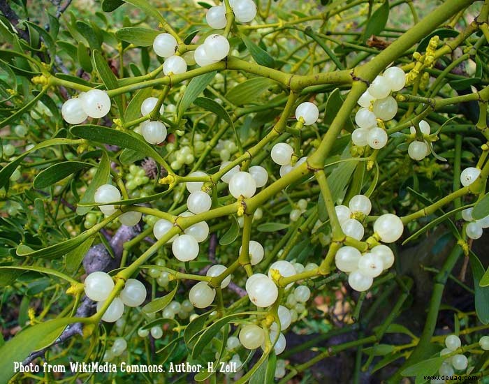 Was im Dezember im Garten zu tun ist 