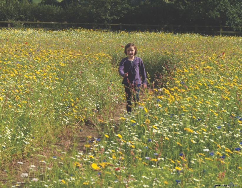 Gewusst wie:Bauen Sie eine einjährige Wildblumenwiese an 