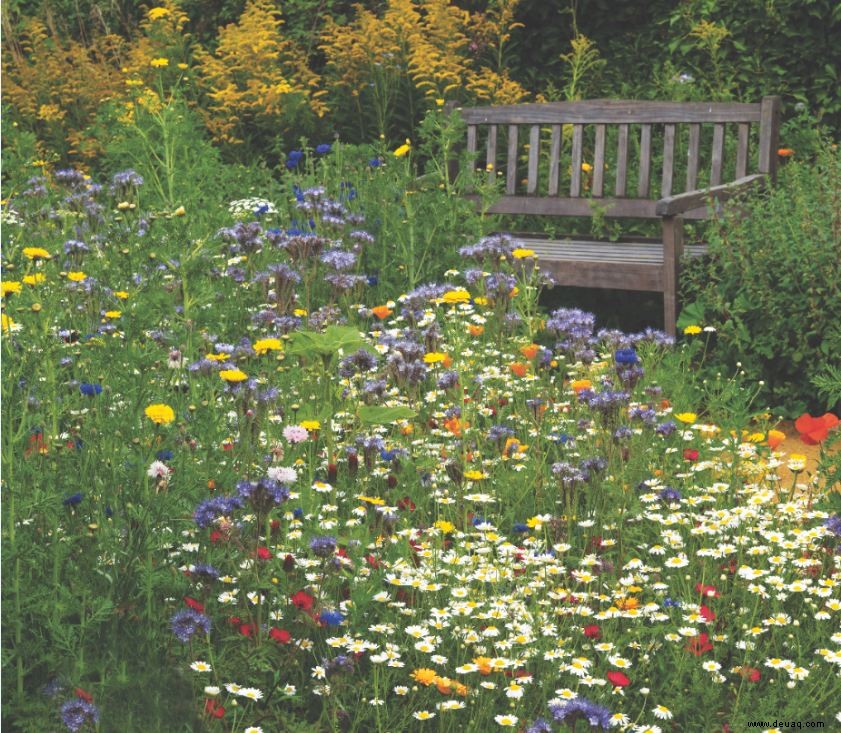 Gewusst wie:Bauen Sie eine einjährige Wildblumenwiese an 