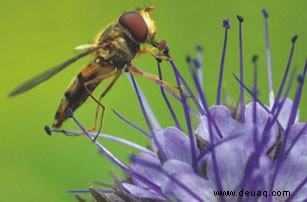 Gärten fotografieren:Ein Leitfaden für Ausblicke 