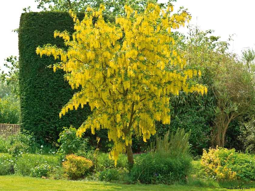 So wählen Sie den besten Baum für Ihren Garten aus 