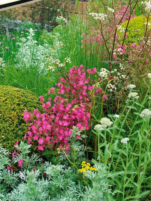 Gartenwunder zum Zusammenpflanzen 