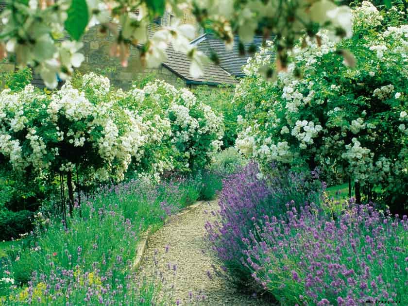 Gartenwunder zum Zusammenpflanzen 