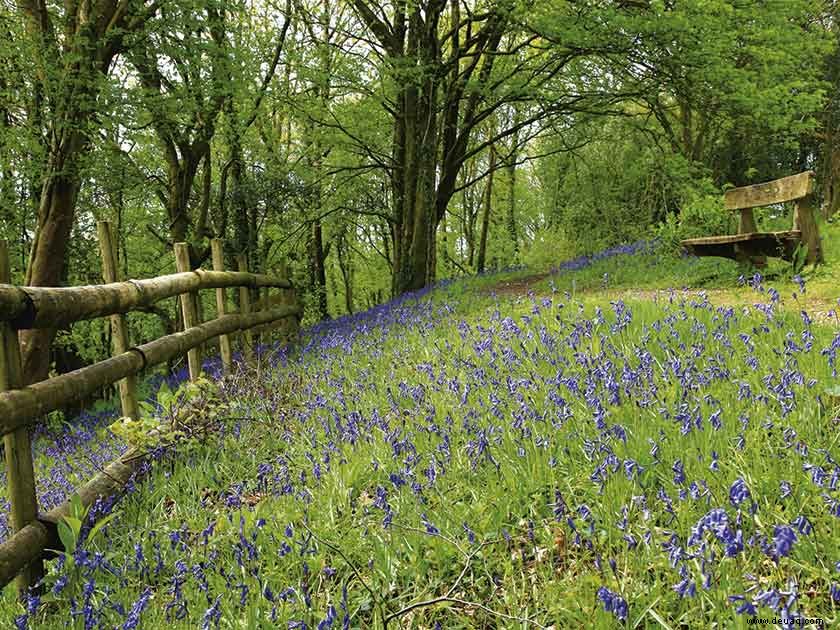 Zu besuchende Gärten:Wales ist im Frühling herrlich 