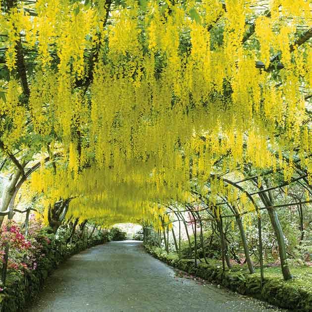 Zu besuchende Gärten:Wales ist im Frühling herrlich 