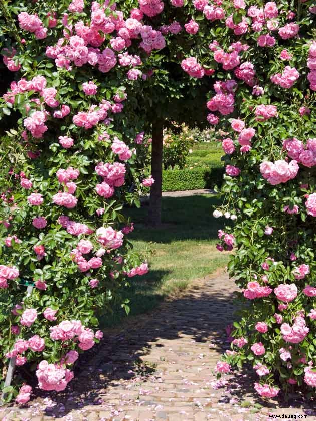 Schöne Gartenrosensorten für herrliche Sommerfarben 