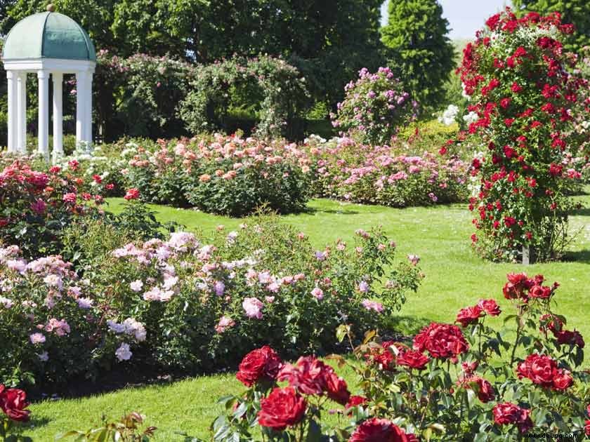 Schöne Gartenrosensorten für herrliche Sommerfarben 