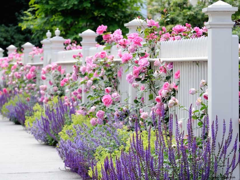 Schöne Gartenrosensorten für herrliche Sommerfarben 