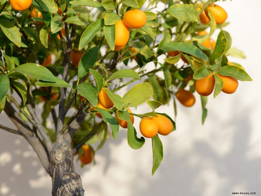 So bauen Sie Ihren eigenen Mini-Obstgarten an 