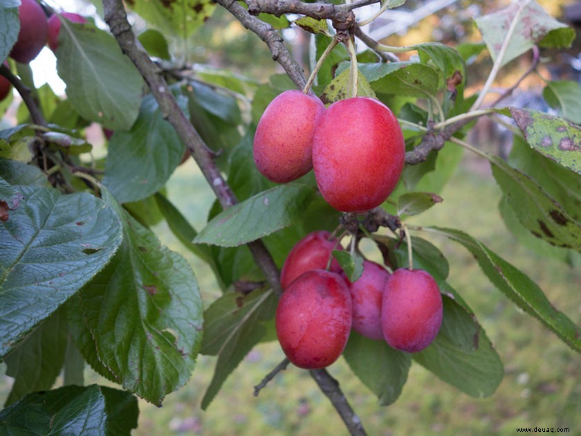 So bauen Sie Ihren eigenen Mini-Obstgarten an 