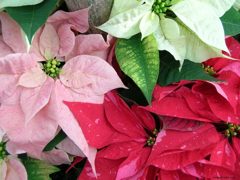 Weihnachtsblumen und -pflanzen, mit denen Sie Ihr Zuhause dekorieren können 