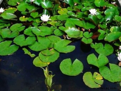 So pflegen Sie Ihren Gartenteich 