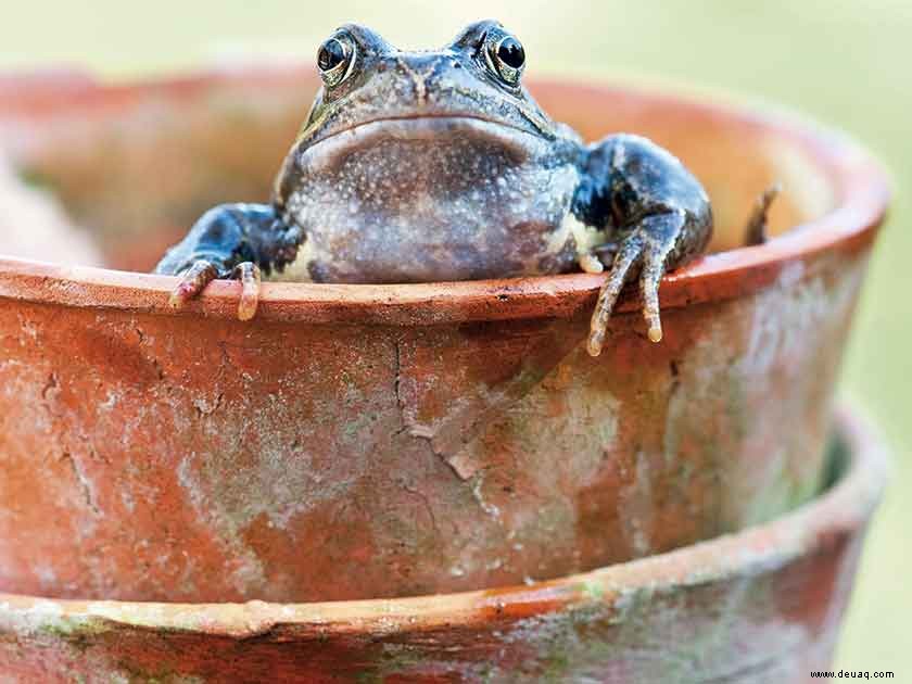 So gründet man einen Permakulturgarten 