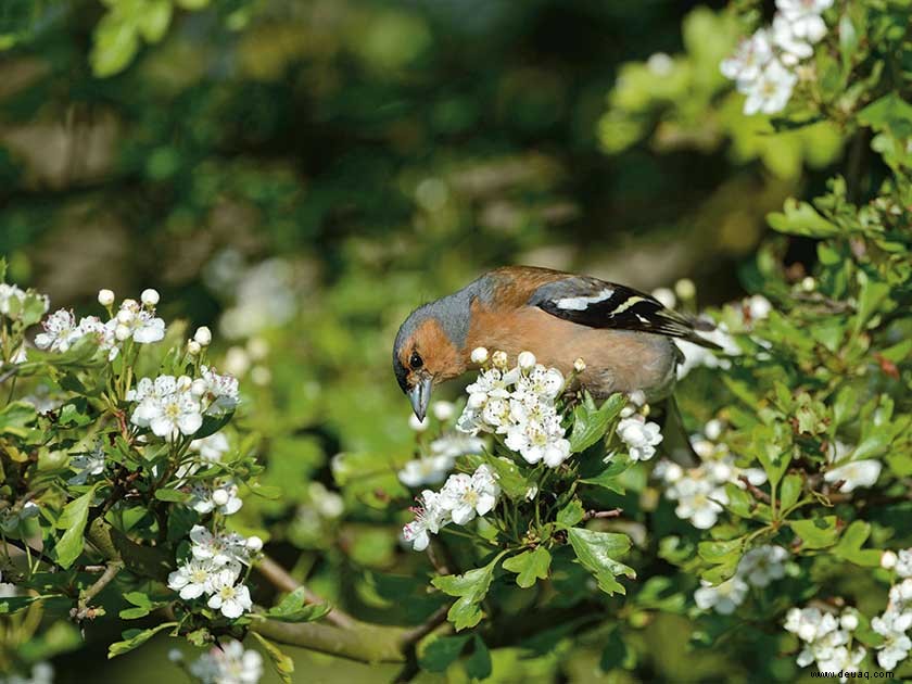 Die besten Gartengrenzen für Sie 