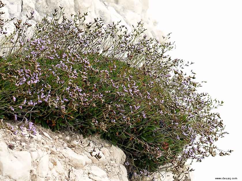 So verwenden Sie alpine Pflanzen in Ihrem Garten 
