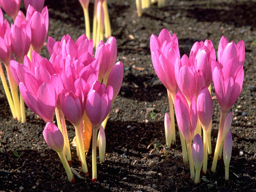 Blumenzwiebeln für den Frühling pflanzen 