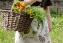 Präriegarten:Was zu pflanzen 
