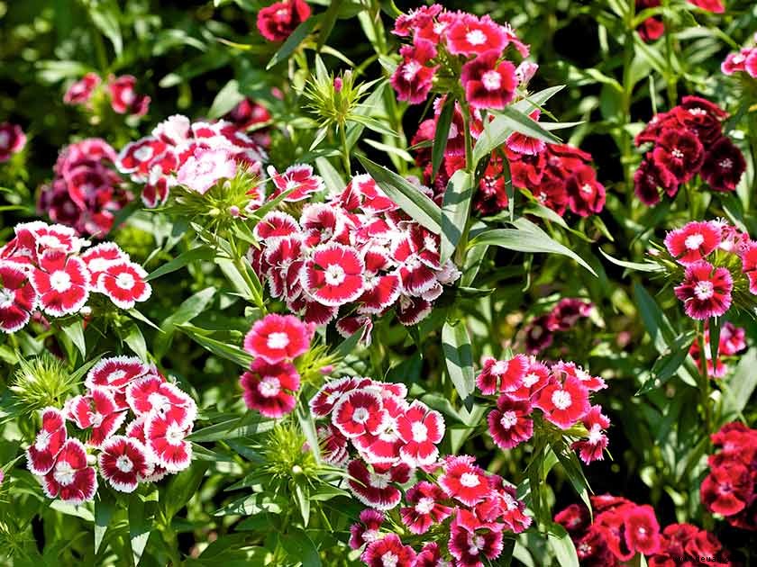 In Rosa:Dianthus-Pflanzen 