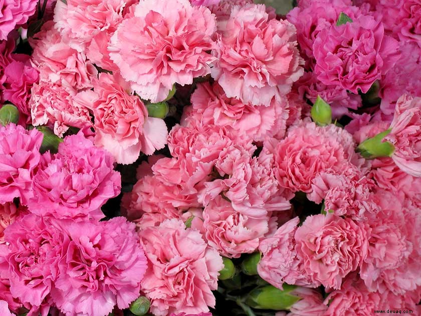 In Rosa:Dianthus-Pflanzen 