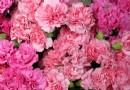 In Rosa:Dianthus-Pflanzen 
