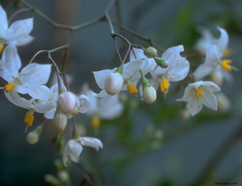 Goldpflanzeninspiration für Ihren Garten 