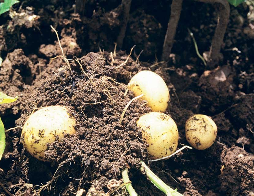 Anbau von Kartoffeln und Top-Sorten zum Ausprobieren 