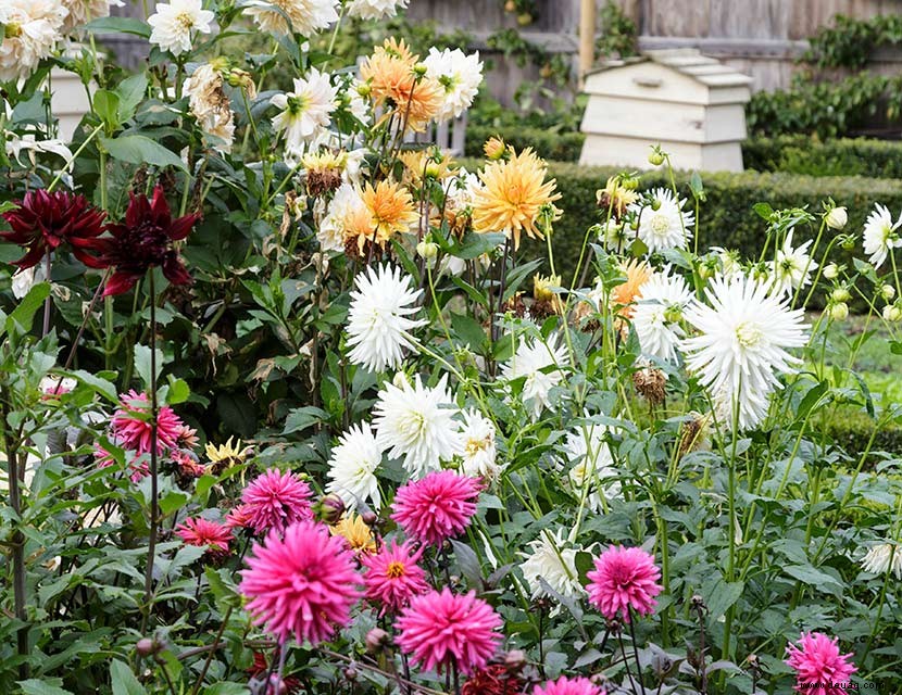 Wie man Gartenwanzen mit Pflanzen bekämpft 