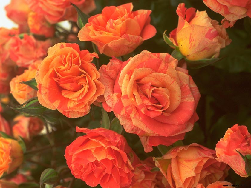 Hinreißende Rosen, um Ihren Garten zu verschönern 