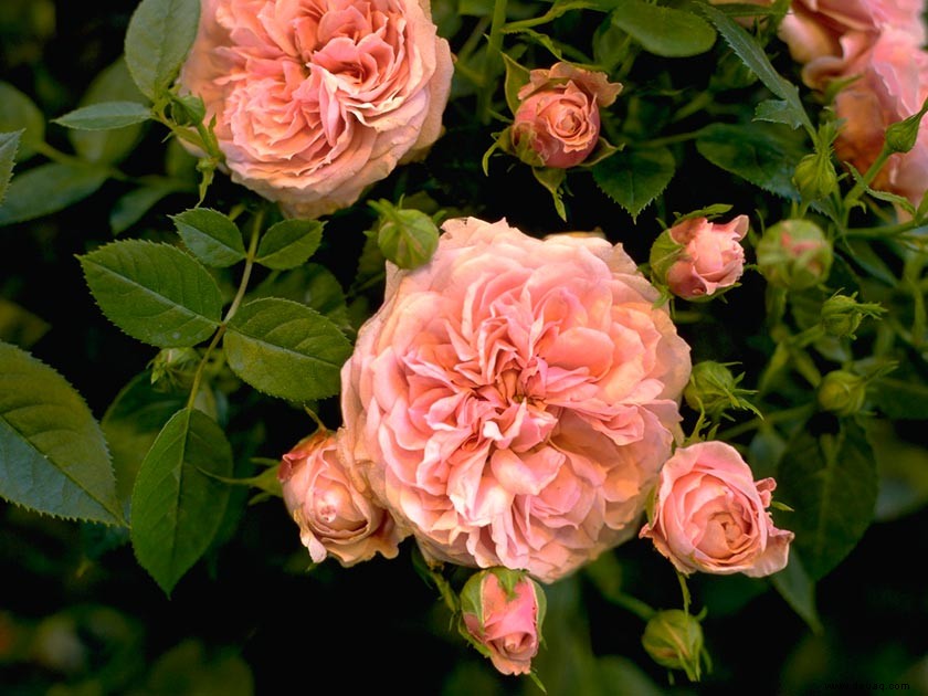 Hinreißende Rosen, um Ihren Garten zu verschönern 