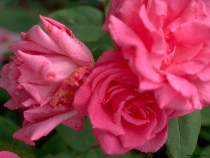 Hinreißende Rosen, um Ihren Garten zu verschönern 