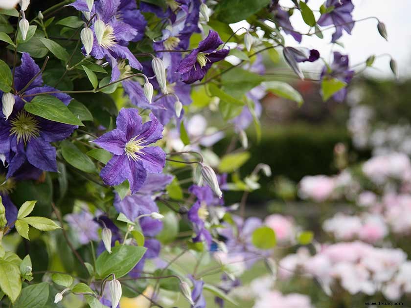 Clevere Kletterer:Clematis-Blüten werden ein mutiges Statement abgeben 