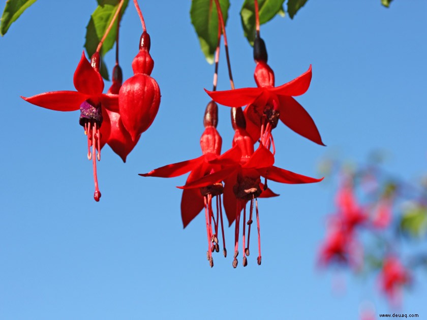 Fuchsia Flair:6 beste Pflanzen für Ihren Garten 