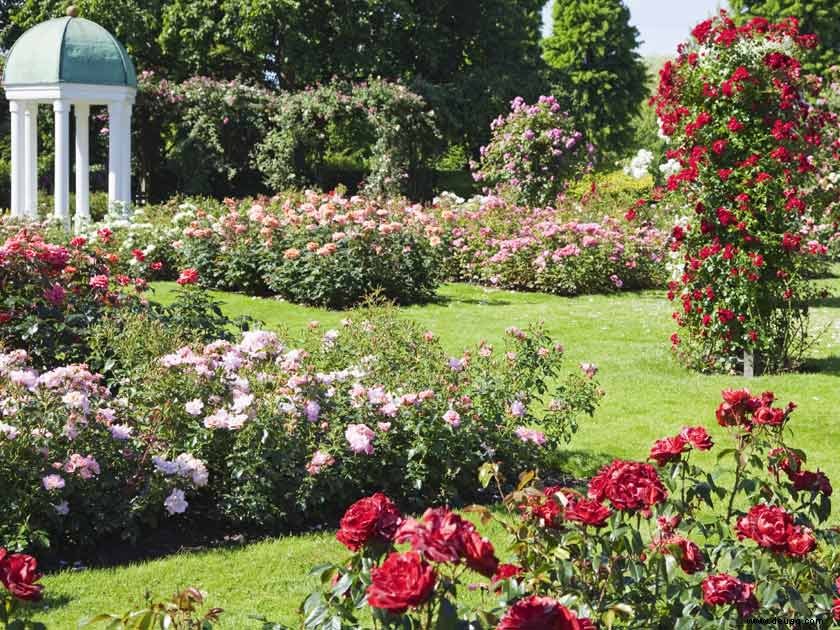 Wie man einen Bauerngarten anbaut 