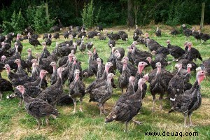 Bronzetruthähne für das Weihnachtsessen 