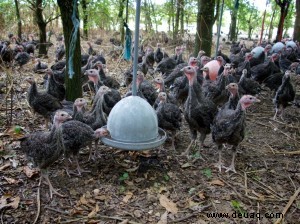 Bronzetruthähne für das Weihnachtsessen 